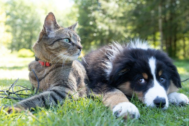 Seguro para mascotas Gato y perro juntos en un cesped en bosque